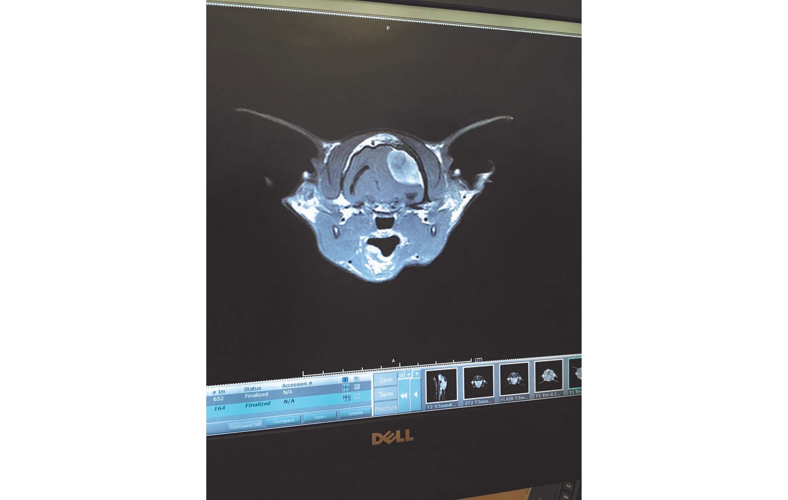 Davies Veterinary MRI scan