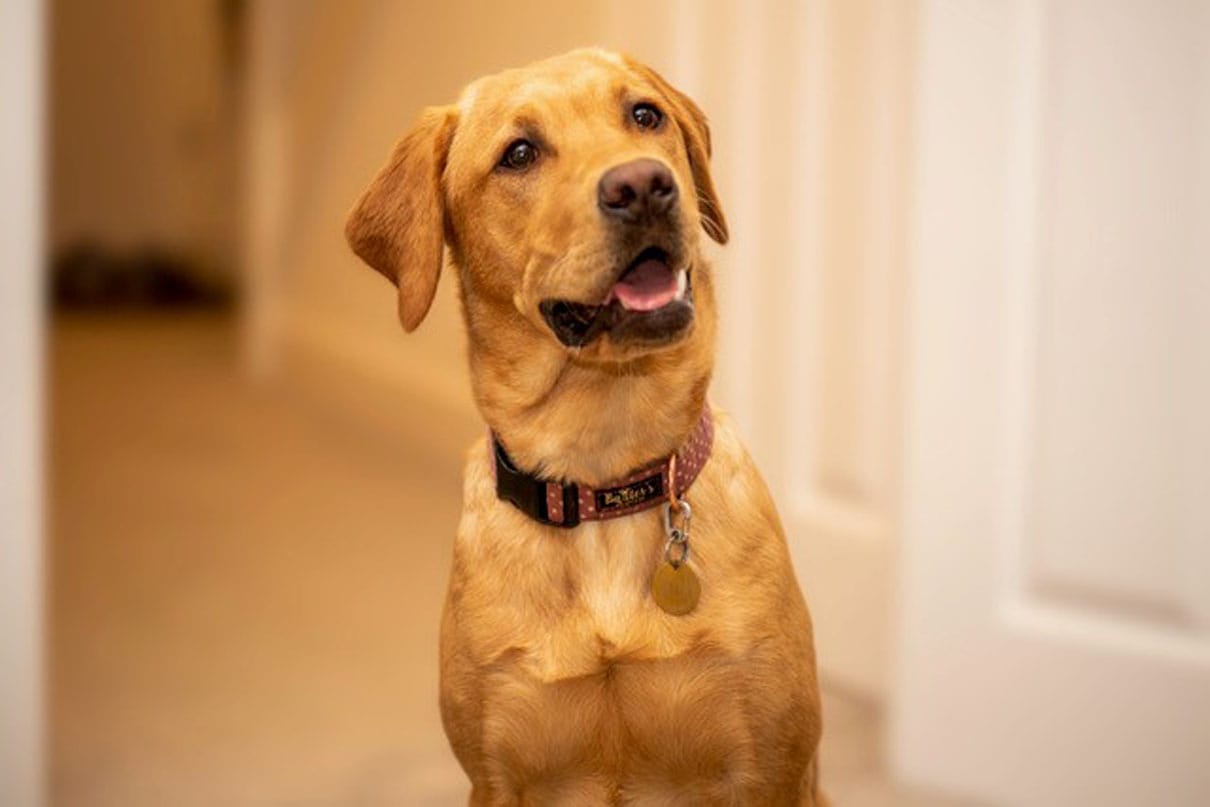 Bella the Labrador