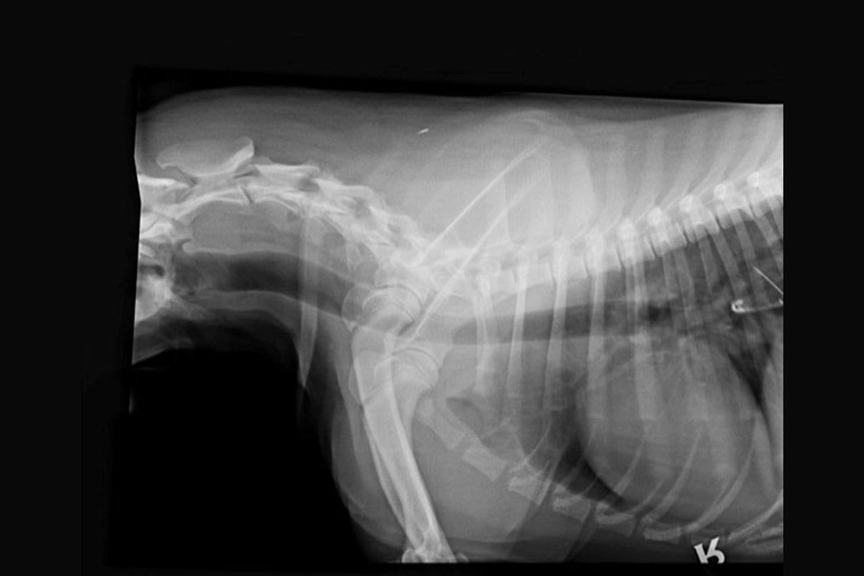 Bell's x-ray