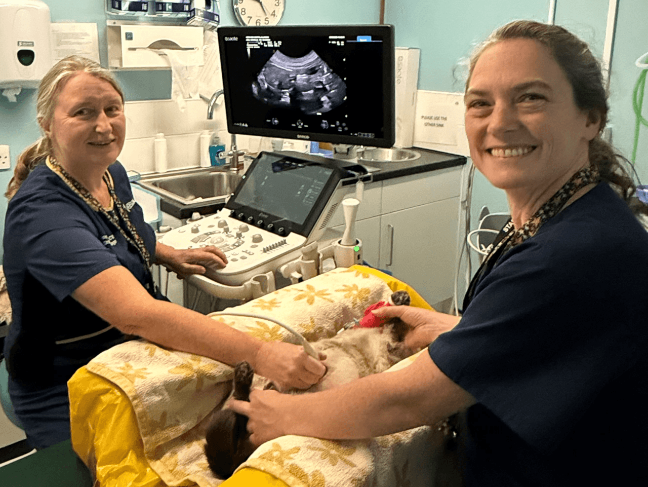 Esaote Vets Now install