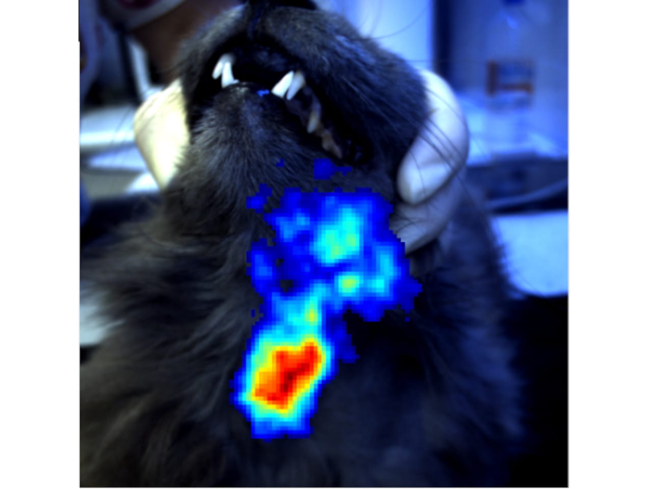 Imaging feline hyperthyroidism